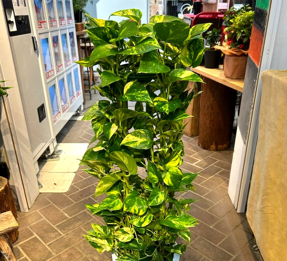 観葉植物