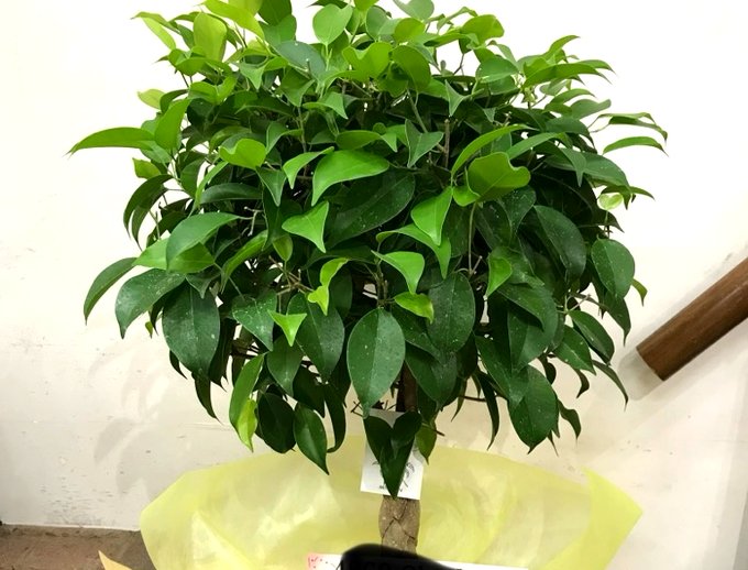 観葉植物